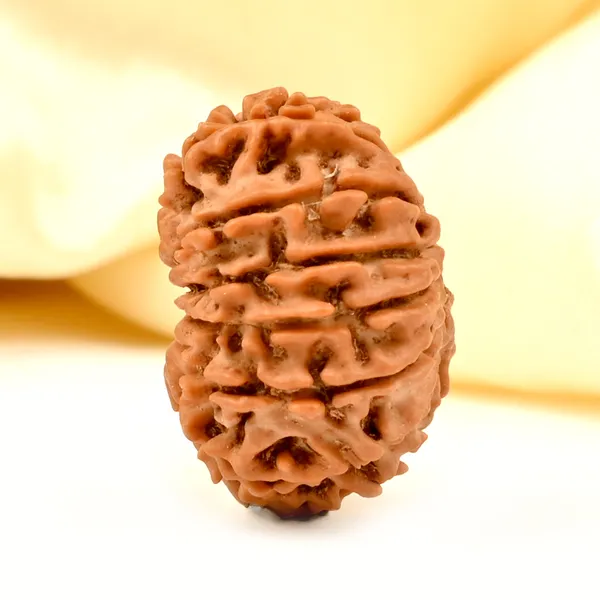 14_Mukhi_From_Nepal_Tiny_Xix