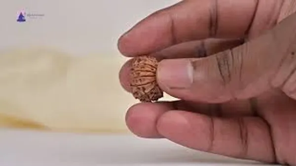 14_Mukhi_From_Nepal_Tiny_Xix