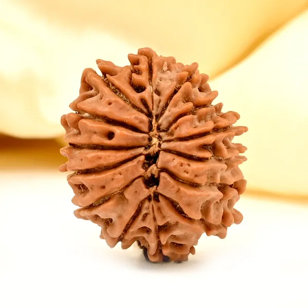 14_Mukhi_From_Nepal_Tiny_Xix