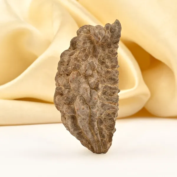 1_Mukhi_Half_Moon_Large_Xviii