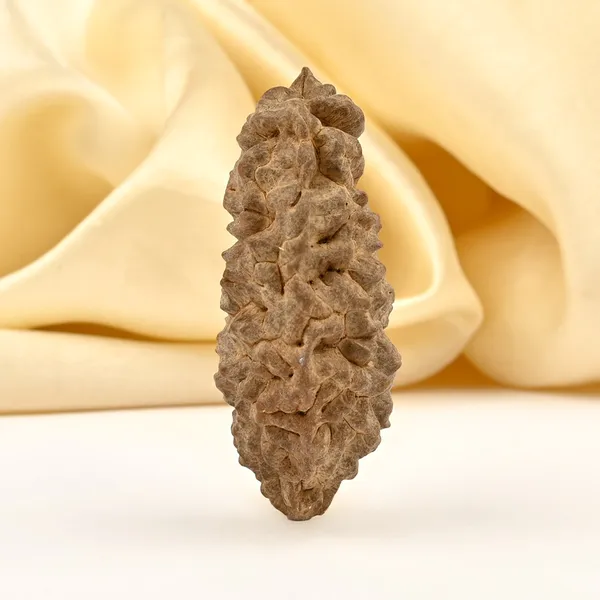 1_Mukhi_Half_Moon_Large_Xviii
