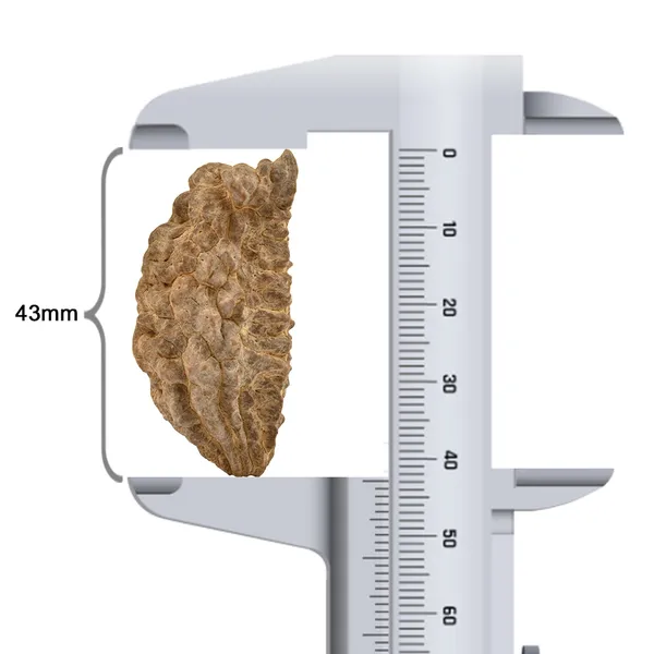 1_Mukhi_Half_Moon_Large_Xviii