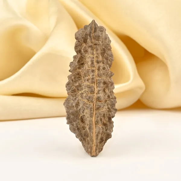 1_Mukhi_Half_Moon_Large_Xviii