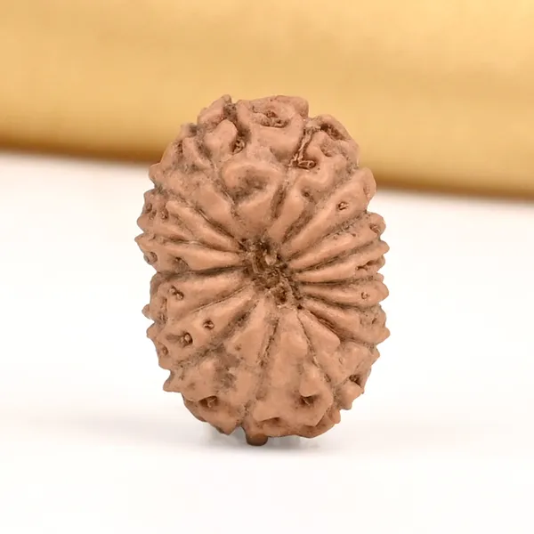 15_Mukhi_Rudraksha_Bead_Java_Indonesia