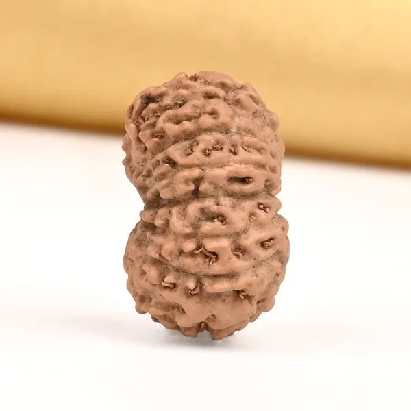 15_Mukhi_Rudraksha_Bead_Java_Indonesia