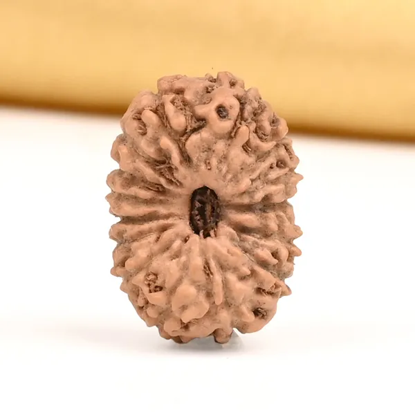 15_Mukhi_Rudraksha_Bead_Java_Indonesia