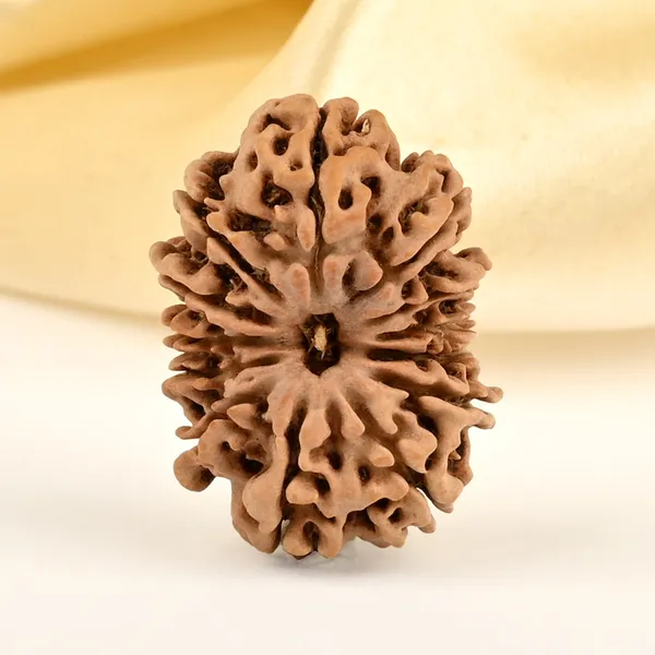 13_Mukhi_From_Nepal_Small_Cdix