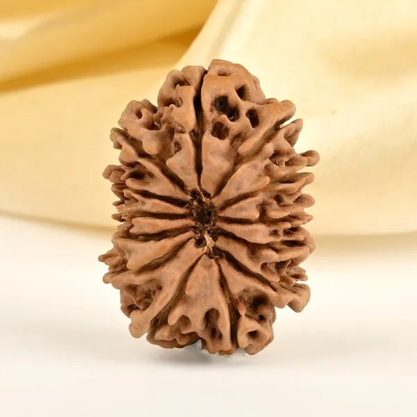 13_Mukhi_From_Nepal_Small_Cdix
