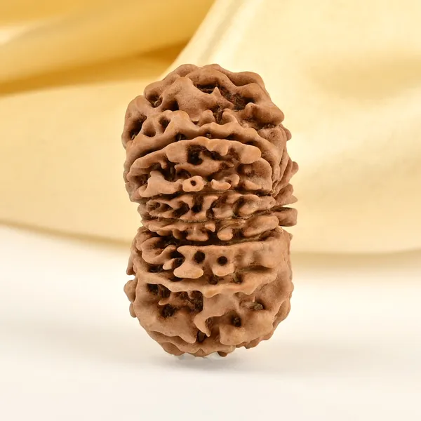 13_Mukhi_From_Nepal_Small_Cdix