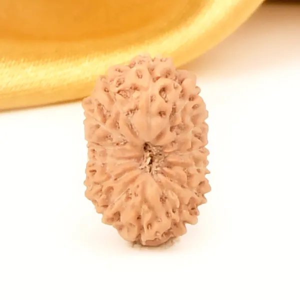 Techpandit_14_Mukhi_Rudraksha_Bead_From_Indonesia