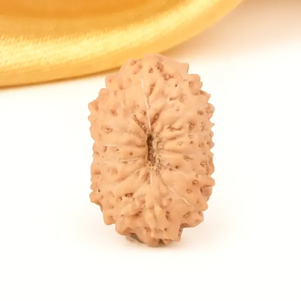 Techpandit_14_Mukhi_Rudraksha_Bead_From_Indonesia