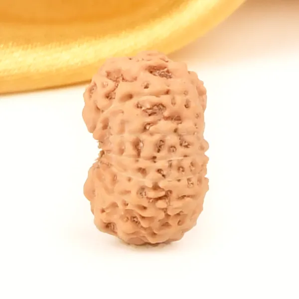 Techpandit_14_Mukhi_Rudraksha_Bead_From_Indonesia