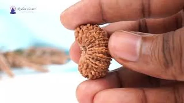 16_Mukhi_From_Nepal_Large_Xxii