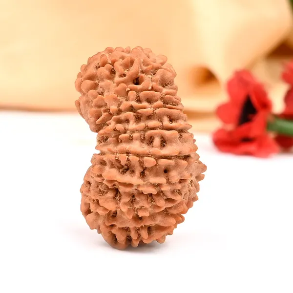 16_Mukhi_From_Nepal_Large_Xxii