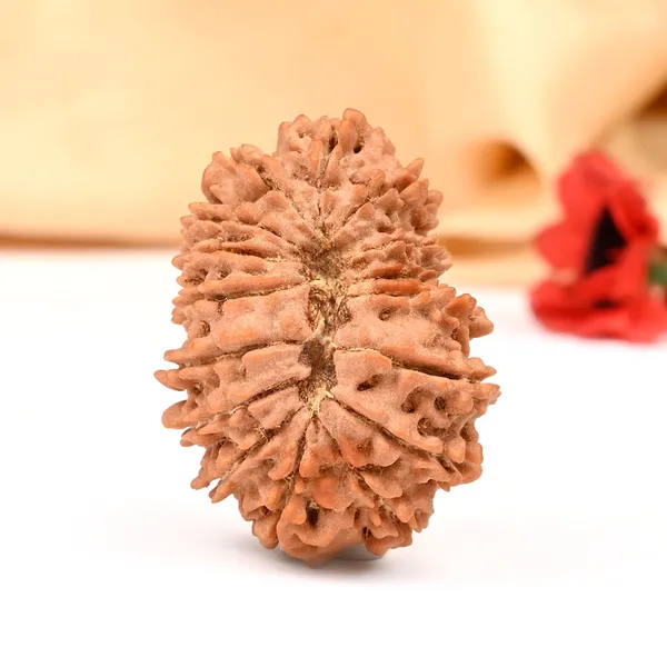 16_Mukhi_From_Nepal_Large_Xxii
