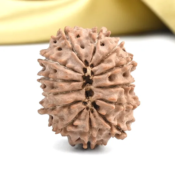 Techpandit_13_Mukhi_Nepal_Brown_Rudraksha_Bead