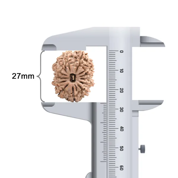 Techpandit_13_Mukhi_Nepal_Brown_Rudraksha_Bead