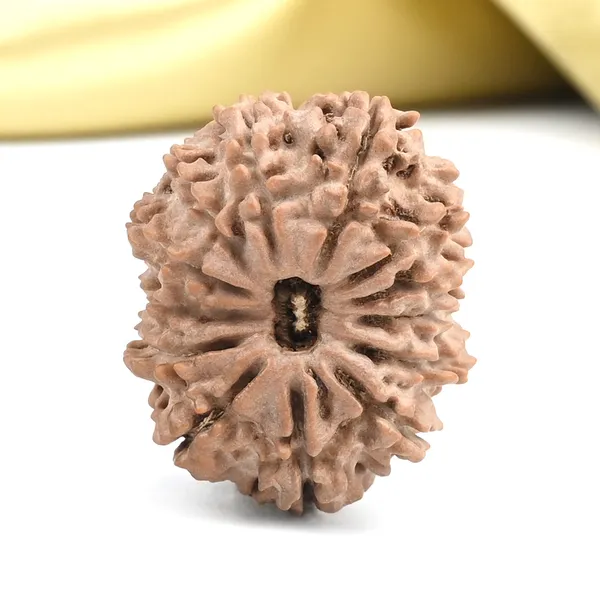 Techpandit_13_Mukhi_Nepal_Brown_Rudraksha_Bead