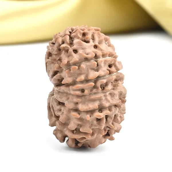 Techpandit_13_Mukhi_Nepal_Brown_Rudraksha_Bead