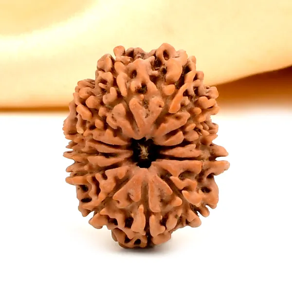 12_Mukhi_Nepal_Rudraksha_Bead