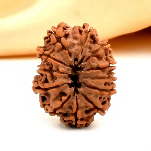 12_Mukhi_Nepal_Rudraksha_Bead