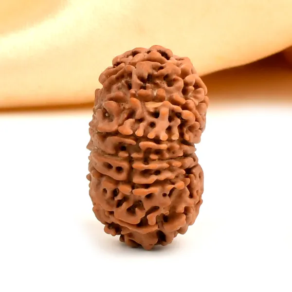 12_Mukhi_Nepal_Rudraksha_Bead