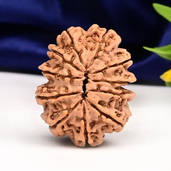 Techpandit_11_Mukhi_Nepal_Rudraksha_Bead_Brown_Large