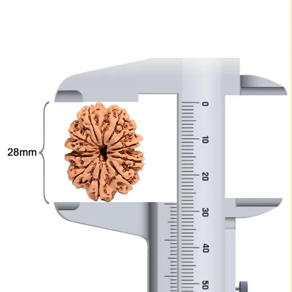 Techpandit_11_Mukhi_Nepal_Rudraksha_Bead_Brown_Large