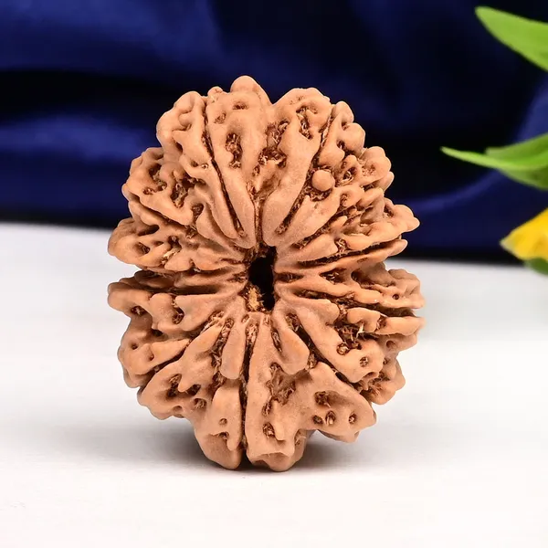 Techpandit_11_Mukhi_Nepal_Rudraksha_Bead_Brown_Large