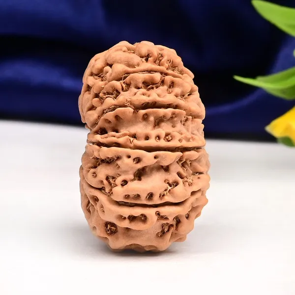 Techpandit_11_Mukhi_Nepal_Rudraksha_Bead_Brown_Large