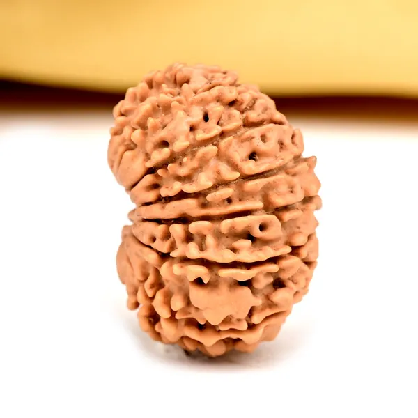 14_Mukhi_From_Nepal_Small_Ccxvi