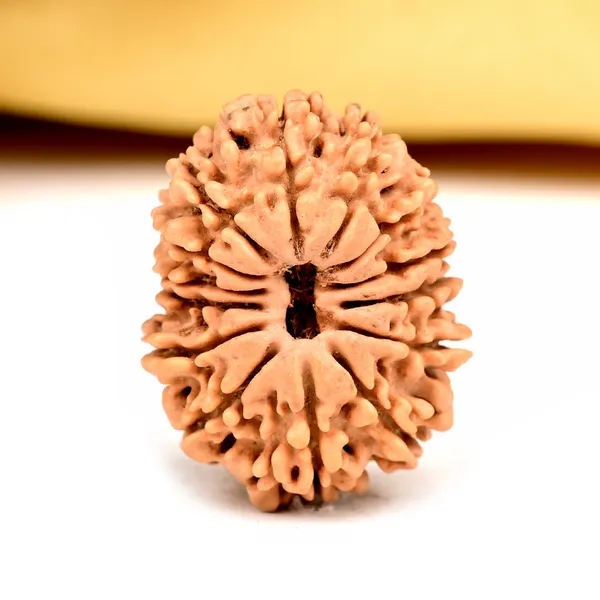 14_Mukhi_From_Nepal_Small_Ccxvi