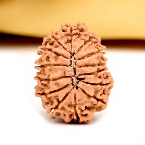 14_Mukhi_From_Nepal_Small_Ccxvi