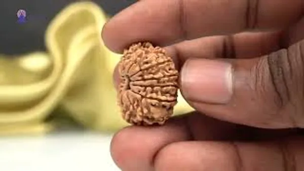 14_Mukhi_From_Nepal_Small_Ccxvi