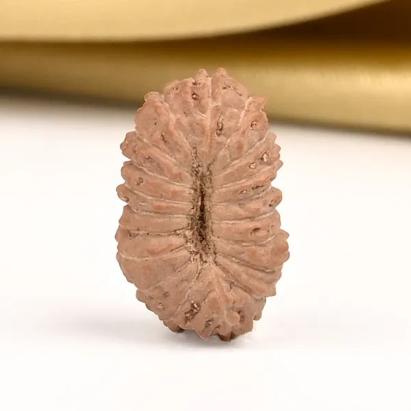19_Mukhi_From_Java_Indonesia_Small_Cliv