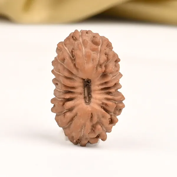 19_Mukhi_From_Java_Indonesia_Small_Cliv