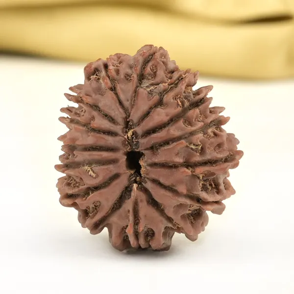 Techpandit_15_Mukhi_Rudraksha_Bead_Nepal