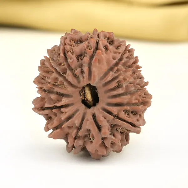 Techpandit_15_Mukhi_Rudraksha_Bead_Nepal