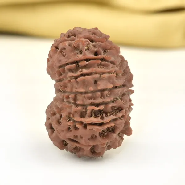 Techpandit_15_Mukhi_Rudraksha_Bead_Nepal