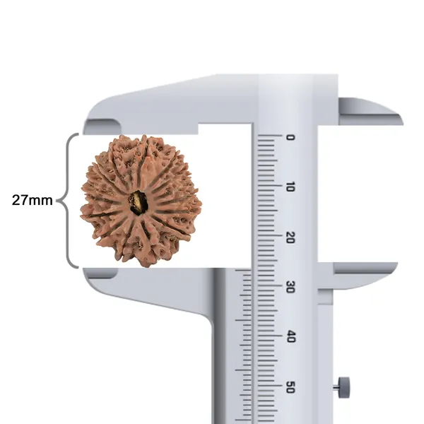 Techpandit_15_Mukhi_Rudraksha_Bead_Nepal