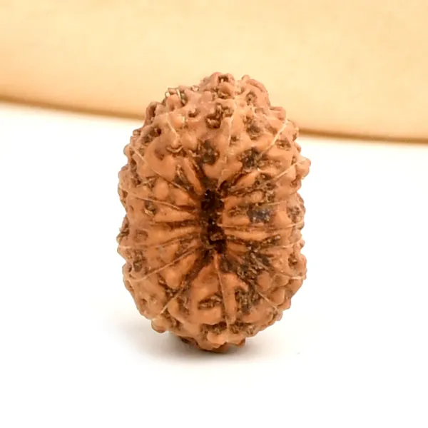 16_Mukhi_Rudraksha_Bead_Indonesia