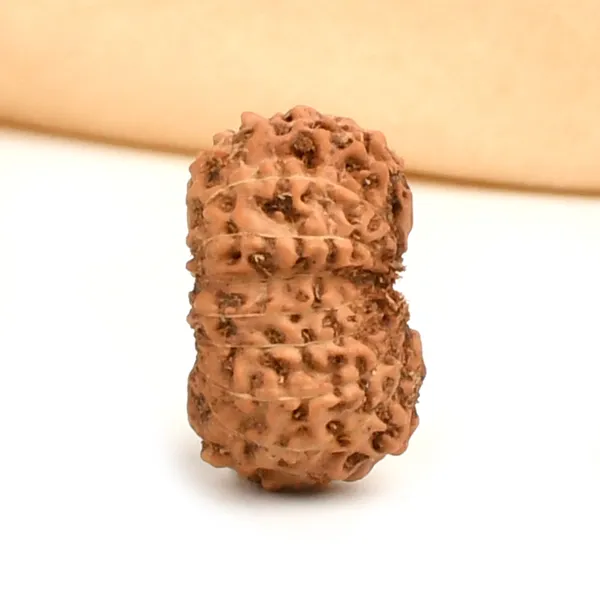 16_Mukhi_Rudraksha_Bead_Indonesia