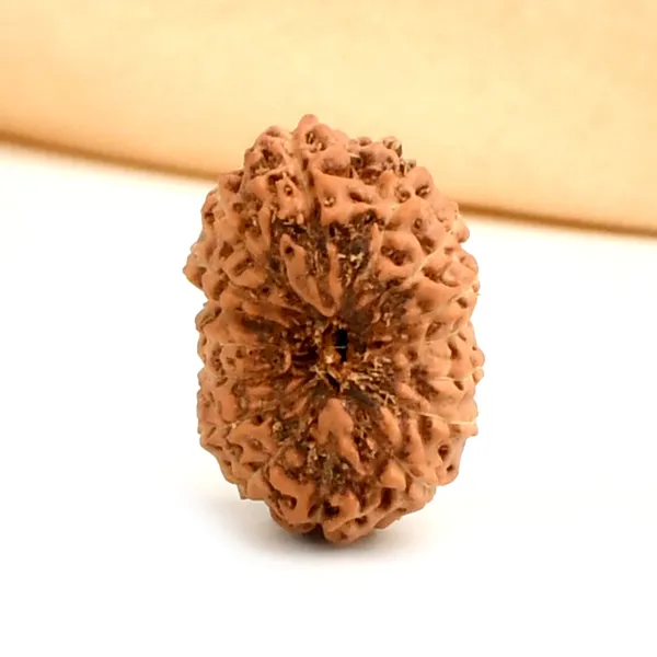 16_Mukhi_Rudraksha_Bead_Indonesia