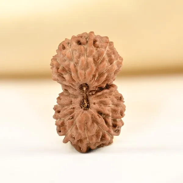 18_Mukhi_From_Java_Indonesia_Tiny_Xi