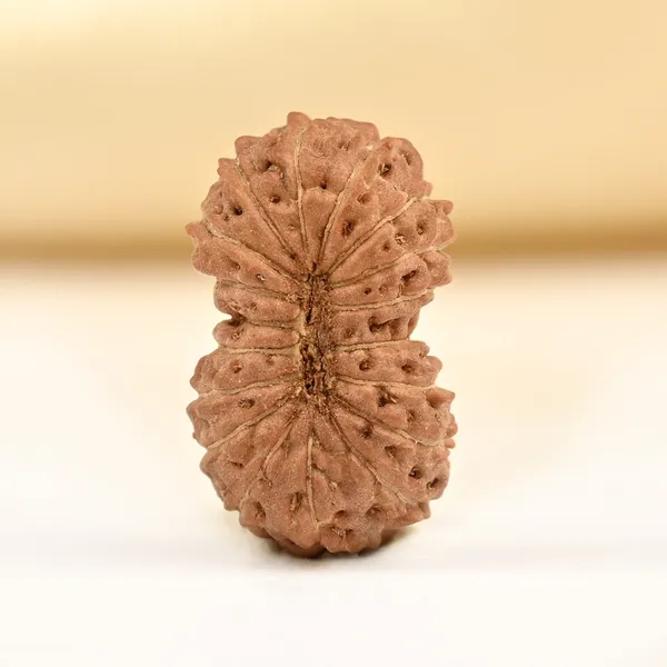 18_Mukhi_From_Java_Indonesia_Tiny_Xi
