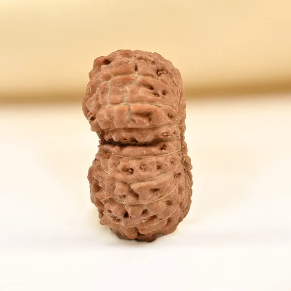 18_Mukhi_From_Java_Indonesia_Tiny_Xi