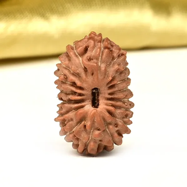 Techpandit_17_Mukhi_Rudraksha_Bead_From_Indonesia