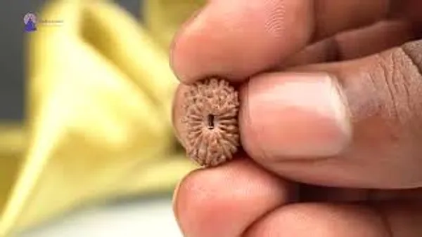 Techpandit_17_Mukhi_Rudraksha_Bead_From_Indonesia