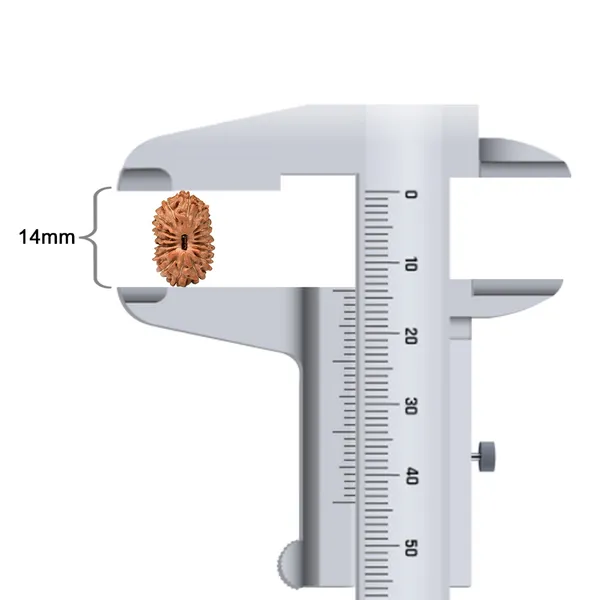 Techpandit_17_Mukhi_Rudraksha_Bead_From_Indonesia