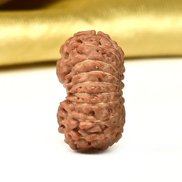 Techpandit_17_Mukhi_Rudraksha_Bead_From_Indonesia